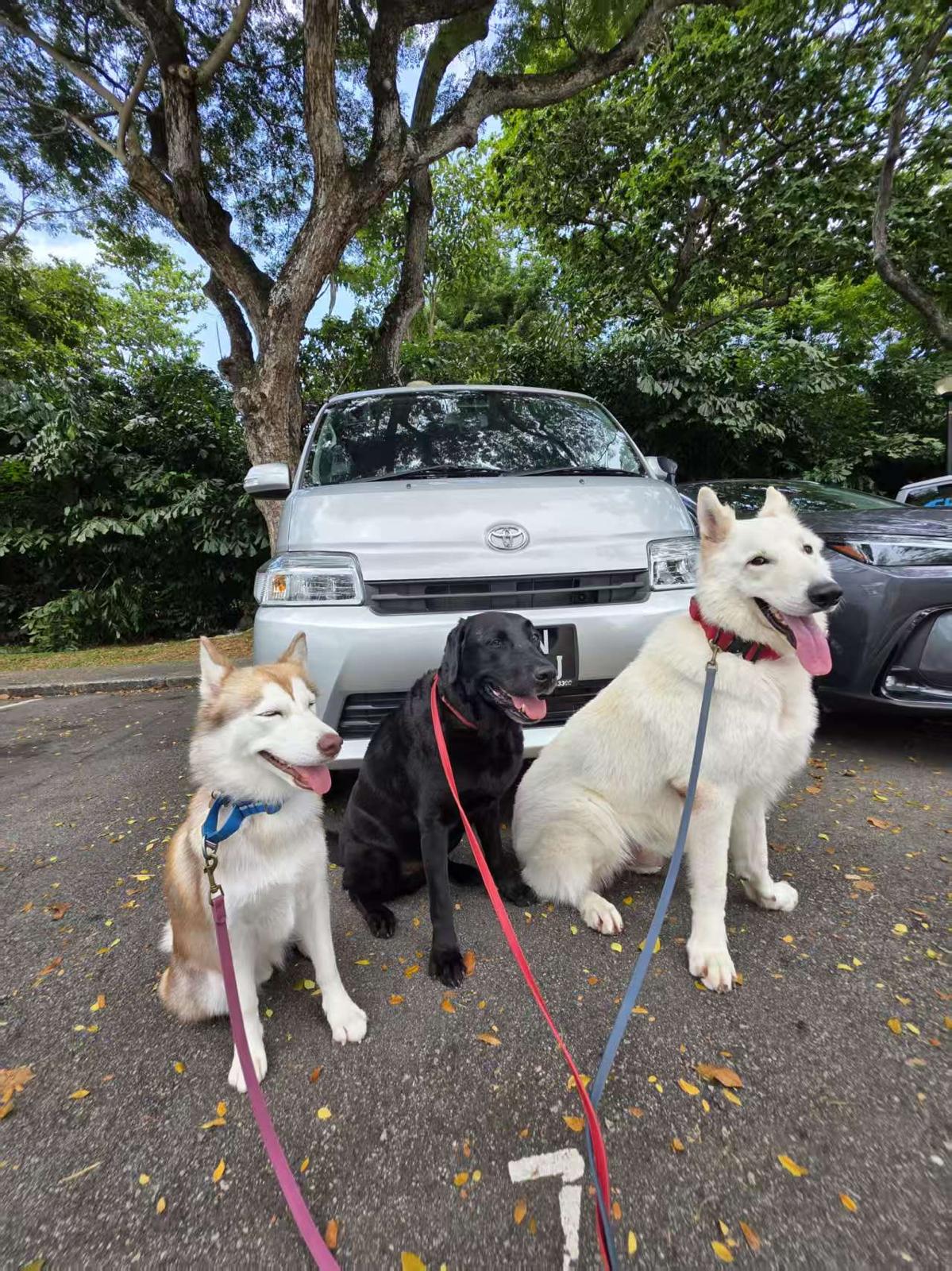 Paws Transport